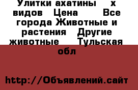 Улитки ахатины  2-х видов › Цена ­ 0 - Все города Животные и растения » Другие животные   . Тульская обл.